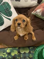 Ivan, a male Cavalier King Charles Spaniel for sale in Los Angeles, CA – Photo 6 of 8