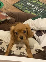 Ivan, a male Cavalier King Charles Spaniel for sale in Los Angeles, CA – Photo 3 of 8