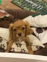Ivan, a male Cavalier King Charles Spaniel for sale in Los Angeles, CA – Photo 2 of 8