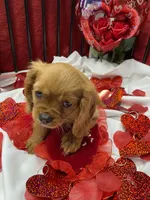 Ivan, a male Cavalier King Charles Spaniel for sale in Los Angeles, CA – Photo 4 of 9