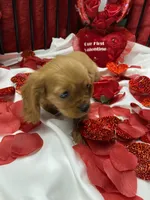 Ivan, a male Cavalier King Charles Spaniel for sale in Los Angeles, CA – Photo 6 of 9