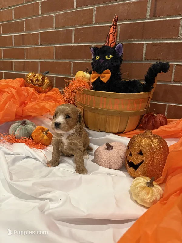 Boy2 – Cavachon puppy for sale in Tampa, FL
