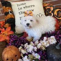 Shayleah, a female Bichon Frise for sale in Los Angeles, CA – Photo 6 of 10