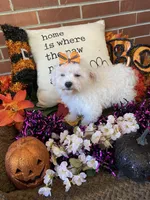 processed/5a2b75b2-4d9e-48cc-8268-c19f08d30d8a/listing/7eb78b39-58c5-4cf4-a30c-d2133248d91a/034774f4-9f42-4407-a5c7-5df1d5e2612d