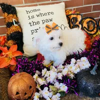 Shayleah, a female Bichon Frise for sale in Los Angeles, CA – Photo 8 of 10