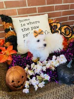 processed/5a2b75b2-4d9e-48cc-8268-c19f08d30d8a/listing/7eb78b39-58c5-4cf4-a30c-d2133248d91a/19a198f7-4437-4627-8826-0304a176f56a