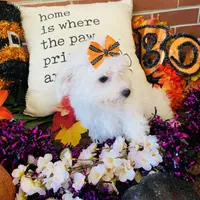 Shayleah, a female Bichon Frise for sale in Los Angeles, CA – Photo 1 of 10