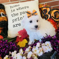 Shayleah, a female Bichon Frise for sale in Los Angeles, CA – Photo 4 of 10