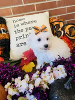 processed/5a2b75b2-4d9e-48cc-8268-c19f08d30d8a/listing/7eb78b39-58c5-4cf4-a30c-d2133248d91a/31c21e21-d128-449d-889f-8cef652ce6fc