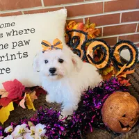 Shayleah, a female Bichon Frise for sale in Los Angeles, CA – Photo 9 of 10