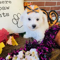 Shayleah, a female Bichon Frise for sale in Los Angeles, CA – Photo 2 of 10