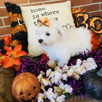 Shayleah, a female Bichon Frise for sale in Los Angeles, CA – Photo 7 of 10