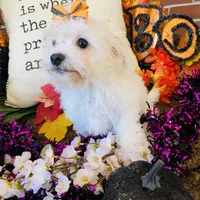 Shayleah, a female Bichon Frise for sale in Los Angeles, CA – Photo 3 of 10