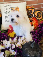 processed/5a2b75b2-4d9e-48cc-8268-c19f08d30d8a/listing/7eb78b39-58c5-4cf4-a30c-d2133248d91a/b20d3b09-60d8-4584-88d5-8ec332163023