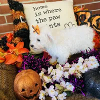 Shayleah, a female Bichon Frise for sale in Los Angeles, CA – Photo 10 of 10