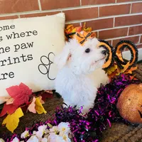 Shayleah, a female Bichon Frise for sale in Los Angeles, CA – Photo 5 of 10