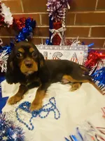 Chocolate Chunck, a male Cavalier King Charles Spaniel for sale in San Diego, CA – 2 of 6