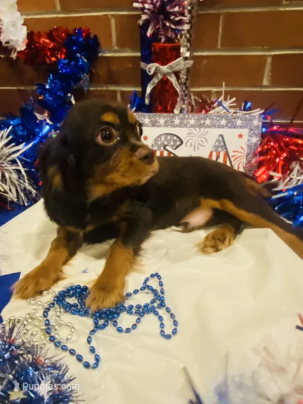 Chocolate Chunck – Cavalier King Charles Spaniel puppy for sale in San Diego, CA