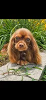 Lance, a male Cavalier King Charles Spaniel for sale in Los Angeles, CA – Photo 3 of 3