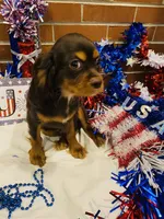 Chocolate Chunck, a male Cavalier King Charles Spaniel for sale in San Diego, CA – 6 of 6