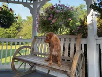 Little mousse , a male Cavalier King Charles Spaniel for sale in Big Bend, CA – 7 of 10