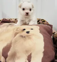 Smallest male, a male Maltese for sale in Tampa, FL – 4 of 7