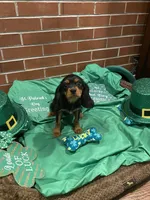 Dmitri, a male Cavalier King Charles Spaniel for sale in Los Angeles, CA – Photo 7 of 8