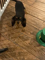 Dmitri, a male Cavalier King Charles Spaniel for sale in Los Angeles, CA – Photo 8 of 8