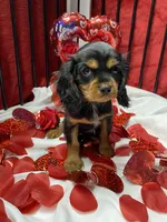 Dmitri, a male Cavalier King Charles Spaniel for sale in Los Angeles, CA – Photo 7 of 9