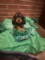 Dmitri, a male Cavalier King Charles Spaniel for sale in Los Angeles, CA – Photo 1 of 8