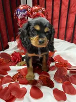 Dmitri, a male Cavalier King Charles Spaniel for sale in Los Angeles, CA – Photo 5 of 9