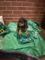 Dmitri, a male Cavalier King Charles Spaniel for sale in Los Angeles, CA – Photo 4 of 8