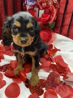 Dmitri, a male Cavalier King Charles Spaniel for sale in Los Angeles, CA – Photo 4 of 9