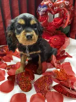 Dmitri, a male Cavalier King Charles Spaniel for sale in Los Angeles, CA – Photo 1 of 9