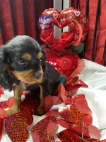 Dmitri, a male Cavalier King Charles Spaniel for sale in Los Angeles, CA – Photo 3 of 9