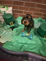 Dmitri, a male Cavalier King Charles Spaniel for sale in Los Angeles, CA – Photo 3 of 8