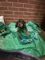 Dmitri, a male Cavalier King Charles Spaniel for sale in Los Angeles, CA – Photo 2 of 8