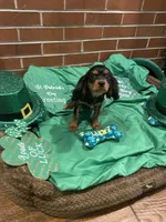 Dmitri, a male Cavalier King Charles Spaniel for sale in Los Angeles, CA – Photo 6 of 8