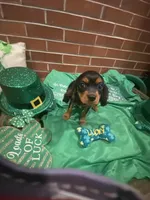 Dmitri, a male Cavalier King Charles Spaniel for sale in Los Angeles, CA – Photo 5 of 8