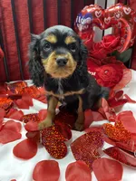 Dmitri, a male Cavalier King Charles Spaniel for sale in Los Angeles, CA – Photo 8 of 9