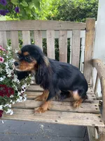 Buttercup, a female Cavalier King Charles Spaniel for sale in Temecula, CA – 4 of 6
