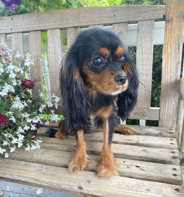 Buttercup – Cavalier King Charles Spaniel puppy for sale in San Diego, CA