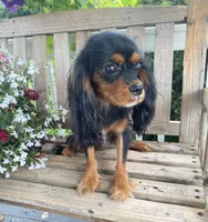 Buttercup, a female Cavalier King Charles Spaniel for sale in Temecula, CA – 1 of 6