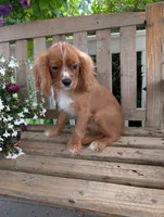 Dallas, a male Cavalier King Charles Spaniel for sale in Temecula, CA – 3 of 8