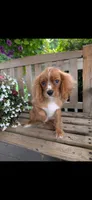 Dallas, a male Cavalier King Charles Spaniel for sale in Temecula, CA – 2 of 8