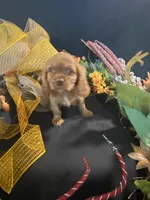 Rosie, a female Cavalier King Charles Spaniel for sale in Los Angeles, CA – Photo 1 of 3