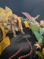 Rosie, a female Cavalier King Charles Spaniel for sale in Los Angeles, CA – Photo 3 of 3