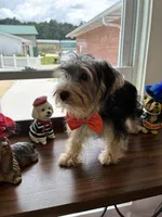 Jinx, a male Morkie for sale in Redding, CA – 4 of 6