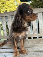 Dunkin, a male Cavalier King Charles Spaniel for sale in South Lake Tahoe, CA – 3 of 4