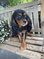 Buttercup, a female Cavalier King Charles Spaniel for sale in Temecula, CA – 2 of 6